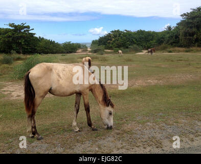 Wilde Pferde auf Vieques Island, Puerto Rico Stockfoto