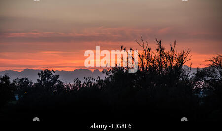 Vögel auf einem Baum vor dem Abendhimmel Stockfoto