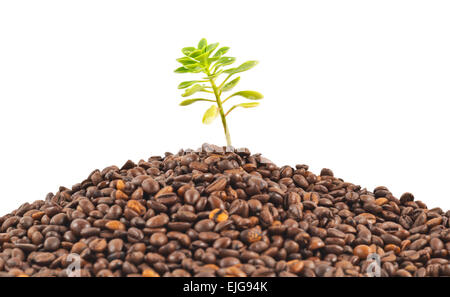 Grüne Pflanze, die aus den Kaffeebohnen Stockfoto