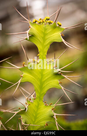 Blumen und Dornen Kaktus Closeup, grün Hintergrund Stockfoto