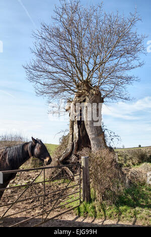 Eine alte Hollow pollard Eiche im frühen Frühjahr in Clifford, Herefordshire, nahe Hay-on-Wye, Großbritannien Stockfoto