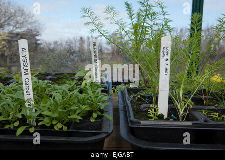Drucken Etiketten für Gartenpflanzen, mit einem Bruder Hand Drucker in einem Gewächshaus. Auf eine Pottingbank in Samen Schalen. Stockfoto
