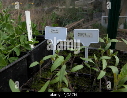 Drucken Etiketten für Gartenpflanzen, mit einem Bruder Hand Drucker in einem Gewächshaus. Auf eine Pottingbank. Stockfoto