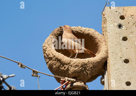 Ovenbird seinen Ton Nestbau Stockfoto