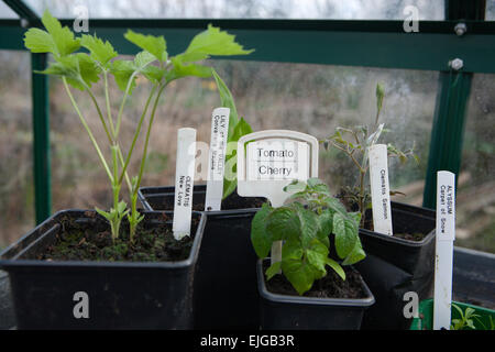 Drucken Etiketten für Gartenpflanzen, mit einem Bruder Hand Drucker in einem Gewächshaus. Auf der Bank. Stockfoto