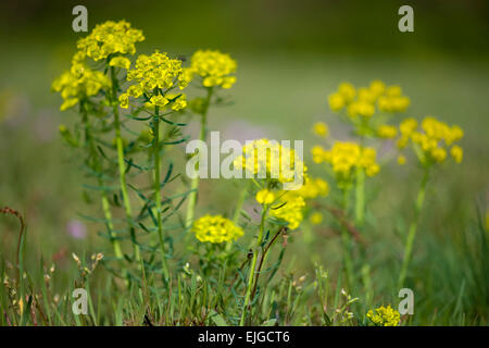 Euphorbia Cyparissias, Zypressen-Wolfsmilch, Zypressen-Wolfsmilch Stockfoto