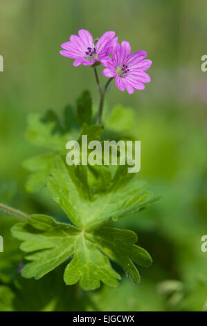 Geranium Molle, Weicher Storchschnabel, Dove-Fuß des Krans-Rechnung Stockfoto