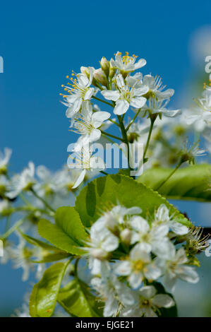 Prunus Mahaleb, Weichsel-ueberzeugt, St Lucie Cherry Stockfoto