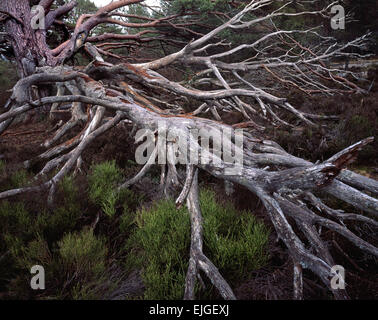 Reife, gefallene Kiefer in Rothiemurchus Forest in der Nähe von Aviemore, Scotland, UK Stockfoto