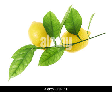 Zitrusfrüchten auf einen grünen Zweig Stockfoto