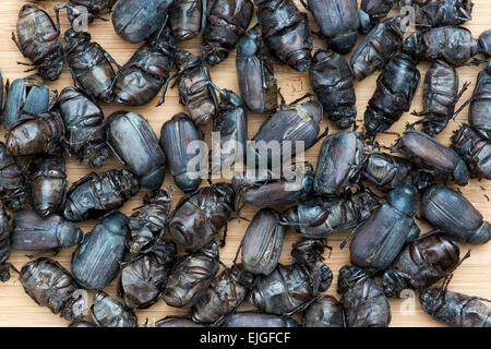 Essbare Insekten. Großen Juni Käfer Stockfoto