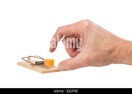 Die Hand ist bereit, ein großes Stück Cheddar Käse zupfen, die als Köder in einem klassischen Frühling Mausefalle platziert wird. Stockfoto