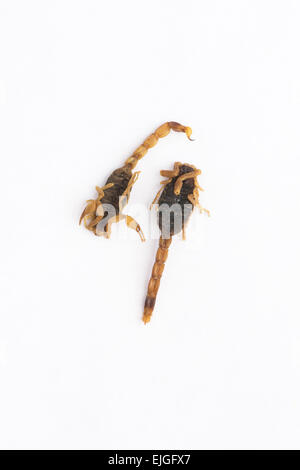 Essbare Insekten. Scorpions auf weißem Hintergrund Stockfoto