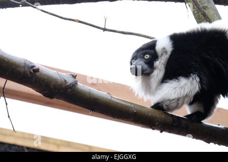 London, UK. 26. März 2015. Die Lemuren im ZSL haben ein neues Zuhause, wo Besucher durch "Mit den Lemuren" gehen können, Credit: Rachel Megawhat/Alamy Live News Stockfoto