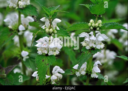 Weiße Taubnessel / Brennnessel weiß / weiß-Toten-Nessel (Lamium Album) in Blüte Stockfoto