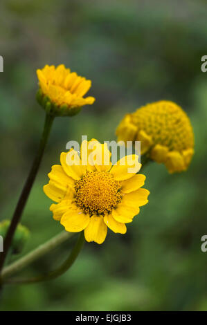 Goldene Marguerite / Gelb Kamille / Oxeye Kamille (Cota Tinctoria / Anthemis Tinctoria) im Mittelmeerraum heimisch Stockfoto