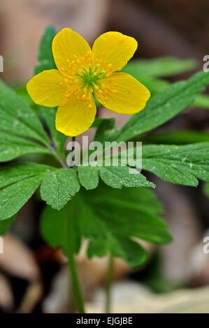 Gelbes Buschwindröschen / Butterblume Anemone (Anemone Ranunculoides) in Blüte Stockfoto