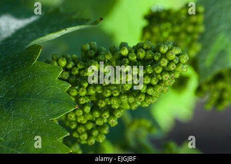 Nahaufnahme der entwickelnde Blütenstände auf Weinrebe (Vitis Vinifera) im Frühjahr Stockfoto