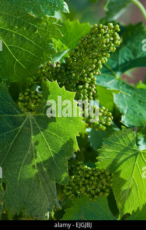 Nahaufnahme der entwickelnde Blütenstände auf Weinrebe (Vitis Vinifera) im Frühjahr Stockfoto