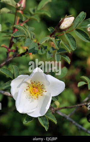 Burnet rose (Rosa Pimpinellifolia / Rosa La) in Blüte Stockfoto