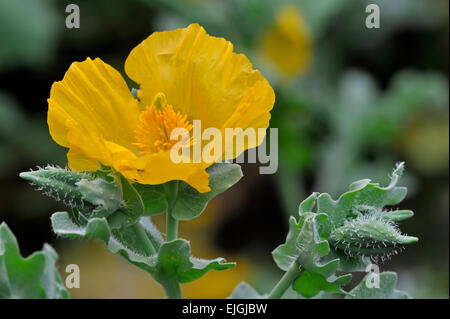 Gelbe Hornpoppy / gelb gehörnten Mohn (Glaucium Flavum) in Blüte Stockfoto