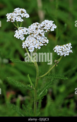 Gemeinsamen Schafgarbe / Sanguinischen / Schafgarbe / tausend-Siegel (Achillea Millefolium) in Blüte Stockfoto