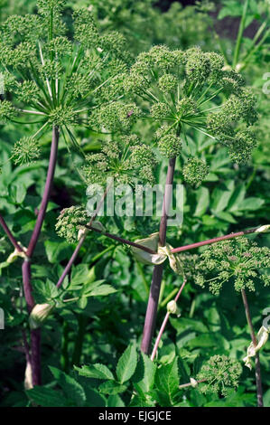 Wild Angelica (Angelica Sylvestris) in Blüte Stockfoto