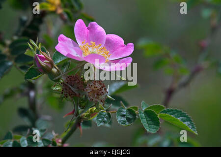 Sweet Briar / sweet Brier / Eglantine (Rosa Rubiginosa / Rosa Eglanteria) in Blüte Stockfoto
