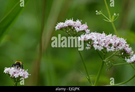 Hummel auf wildem Blütenkopf und grünem Laub Hintergrund Stockfoto