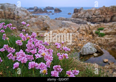 Secondhand / Meer Sparsamkeit / Meer Rosa (Armeria Maritima) in Blüte unter den Felsen Stockfoto