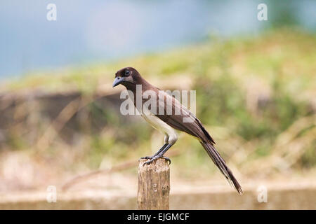 Brown-Jay (Psilorhinus Morio) Erwachsenen thront über Post, Costa Rica, Zentralamerika Stockfoto