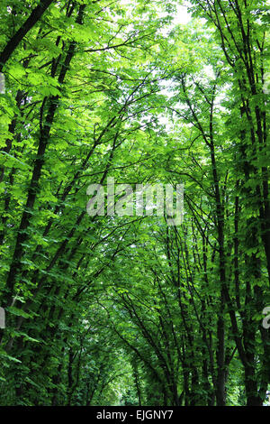 Schöne große grüne Kronen der Bäume im Stadtpark Stockfoto