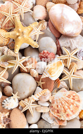 Background of   pebbles,  different shells and starfishes. Stockfoto