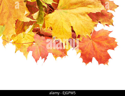 Haufen von bunten Ahorn Blätter isoliert Stockfoto