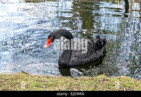 Ein Black Swan Regents Park-London-UK Stockfoto