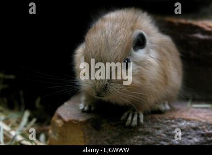 Baby nordafrikanischen gemeinsame Gundi (Ctenodactylus Gundi) Stockfoto