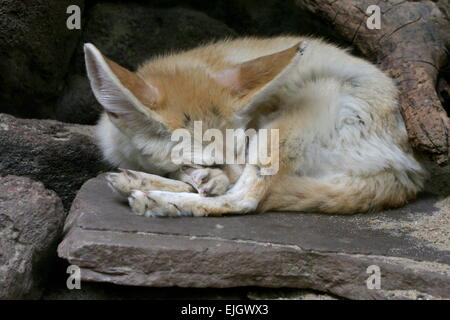 Sahara Fennec Fox (Fennecus Zerda) ein Nickerchen Stockfoto