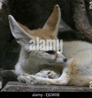 Nahaufnahme eines kleinen Sahara Fennec Fuchs (Fennecus Zerda) Stockfoto