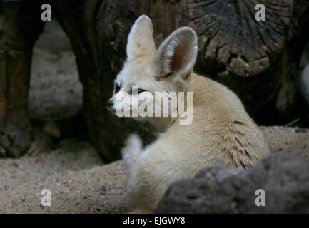 Alert-Sahara Fennec Fox (Fennecus Zerda) Stockfoto