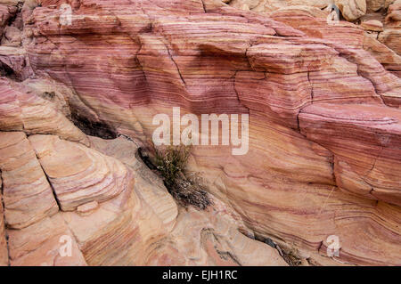 Bunten Sandstein-Waschanlagen - Valley Of Fire - Nevada Stockfoto