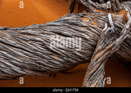 Toten Juniper Orange Sand Arches National Park in Utah Stockfoto