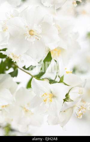 Schuss von weißen Jasminblüten hautnah. Stockfoto