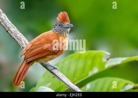 Ausgeschlossen-Ameisenwürger (Thamnophilus Doliatus) weiblich thront, jetzt oder nie Dorf, Mahaicony, Guyana Stockfoto