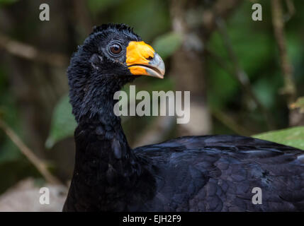 Schwarzen Hokkohühner (Crax Alector) auf Futtersuche entlang der Straße in den Iwokrama Rainforest, Guyana Stockfoto