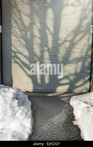 Baum Schatten an Tür Stockfoto