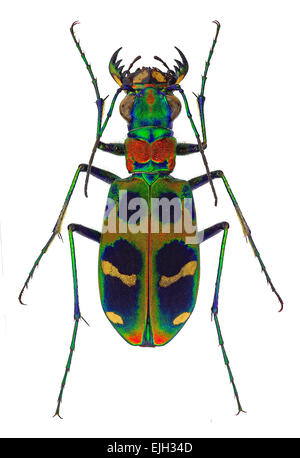 Exotische Sandlaufkäfer Cicindela chinensis Stockfoto