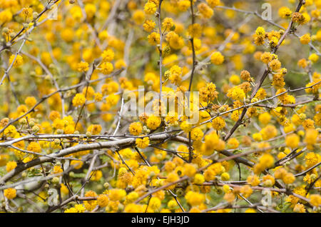 Huisache ist eine schöne, intensiv duftenden vasenförmige Baum stammt aus Süd-Texas und Mexiko. Stockfoto