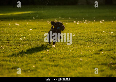 Ein schwarzer Hund läuft in einem Feld die Sonne Stockfoto