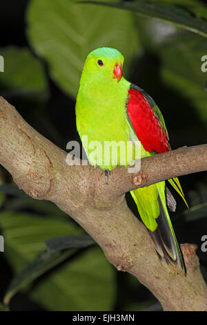 Red-Winged Parrot, Aprosmictus Erythropterus. Diese Vögel sind ursprünglich aus Australien und Papua Neu Guinea Stockfoto