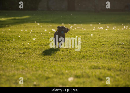 Ein schwarzer Hund läuft in einem Feld die Sonne Stockfoto